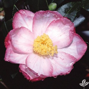 Stars 'N Stripes Sasanqua Camellia, Camellia 'Stars 'N Stripes'